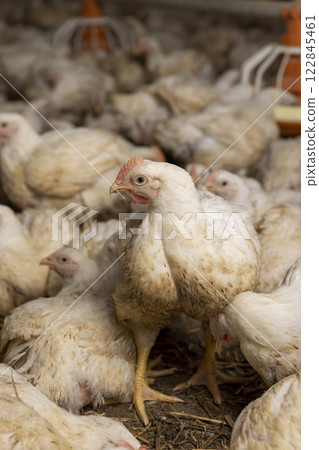 adult fat chickens in a poultry farm without cages 122845461