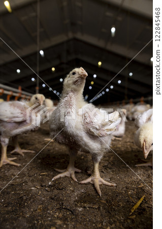 a poultry farm where chicken chickens are raised to produce meat products a poultry farm where chicken chickens are raised to produce meat products 122845468
