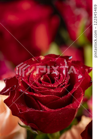 a bouquet of beautiful fragrant wet red roses a bouquet of beautiful fragrant wet red roses 122845469