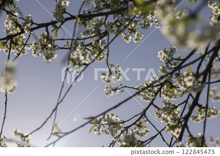 sunny weather in an orchard with cherries sunny weather in an orchard with cherries 122845473