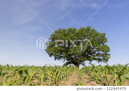 green corn field with young sweet corn sprouts 122845478