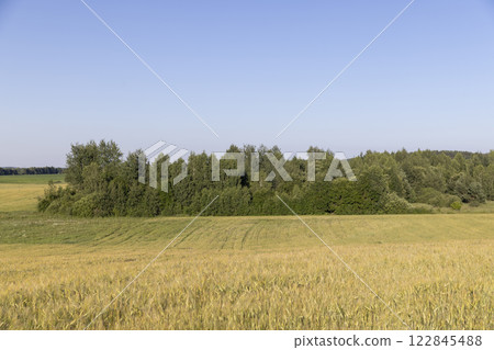 a large field with a harvest of unripe yellow wheat at sunset 122845488
