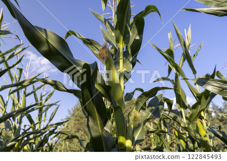 beautiful corn flowers in the summer in sunny weather 122845493