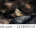 A Daurian redstart on a rocky area 122845514