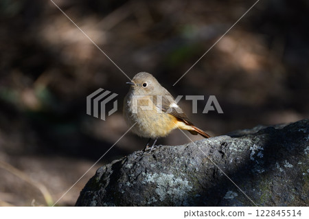 A Daurian redstart on a rocky area 122845514