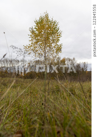dreary nature in cloudy autumn weather and a lonely birch tree 122845558