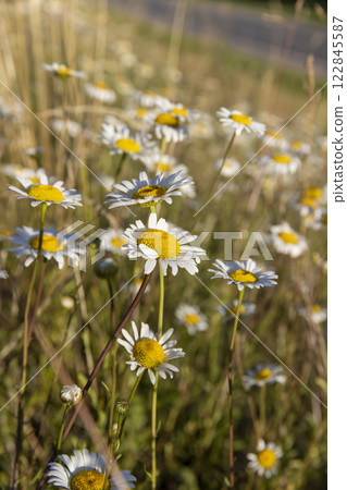 white chamomile flowers in the summer against a blue sky background white chamomile flowers in the summer against a blue sky background 122845587