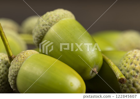 not ripe green oak acorn close up not ripe green oak acorn close up 122845607