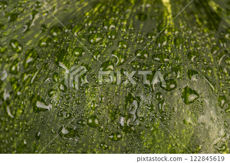 the wet thick and tough pumpkin peel is green, the wet thick and tough pumpkin peel is green, 122845619