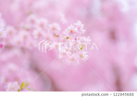 [櫻花素材]垂枝櫻花[長野縣] 122845688