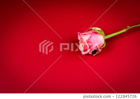 Rose on a red background. Copy Space 122845726