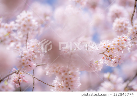 [Cherry Blossom Material] Cherry Blossoms and Blue Sky [Nagano Prefecture] 122845774