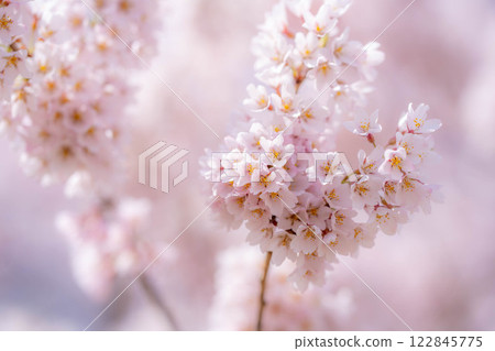 [Cherry Blossom Material] Cherry Blossoms and Blue Sky [Nagano Prefecture] 122845775