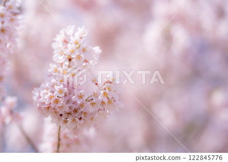 [Cherry Blossom Material] Cherry Blossoms and Blue Sky [Nagano Prefecture] 122845776