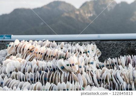 [Hiroshima Miyajimaguchi: Seedling collection essential for oyster farming] 122845813