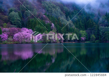 [Cherry Blossom Material] Oyamazakura of Lake Nakatsuna in the fog [Nagano Prefecture] 122845884