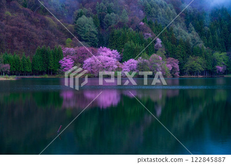 [Cherry Blossom Material] Oyamazakura of Lake Nakatsuna in the fog [Nagano Prefecture] 122845887