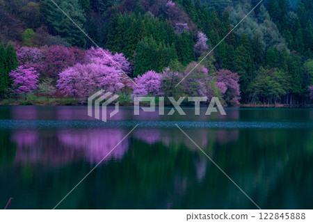 [Cherry Blossom Material] Oyamazakura of Lake Nakatsuna in the fog [Nagano Prefecture] 122845888