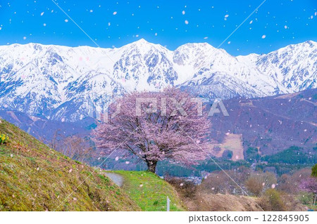 [櫻花暴風雪素材]野平地區的一棵櫻花樹和白雪皚皚的北阿爾卑斯山[長野縣] 122845905