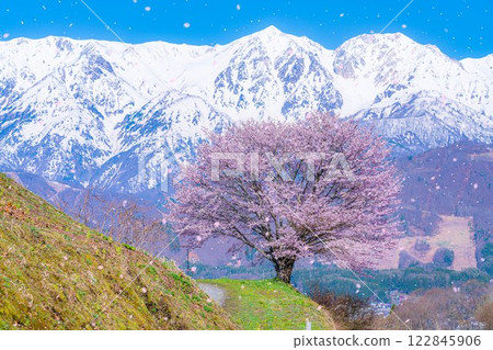 [櫻花暴風雪素材]野平地區的一棵櫻花樹和白雪皚皚的北阿爾卑斯山[長野縣] 122845906