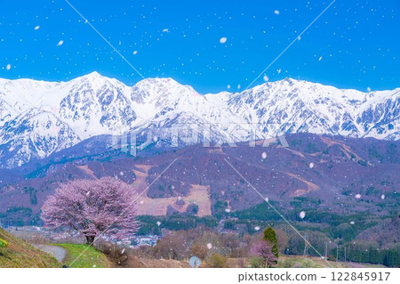 [櫻花暴風雪素材]野平地區的一棵櫻花樹和白雪皚皚的北阿爾卑斯山[長野縣] 122845917