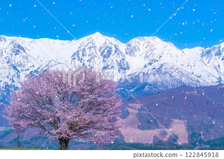 [Sakura blizzard material] A single cherry tree in the Nodaira area and the snow-capped Northern Alps [Nagano Prefecture] 122845918
