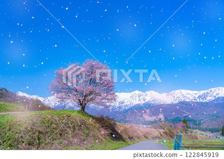 [櫻花暴風雪素材]野平地區的一棵櫻花樹和白雪皚皚的北阿爾卑斯山[長野縣] 122845919