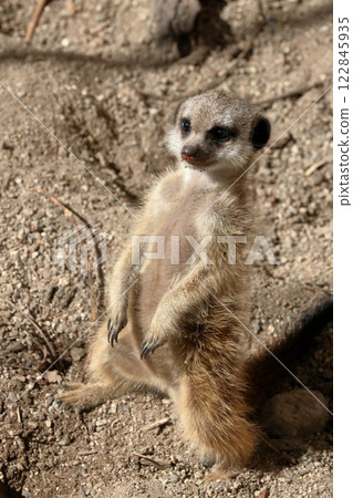 Baby meerkat standing with legs apart Baby meerkat standing with legs apart 122845935