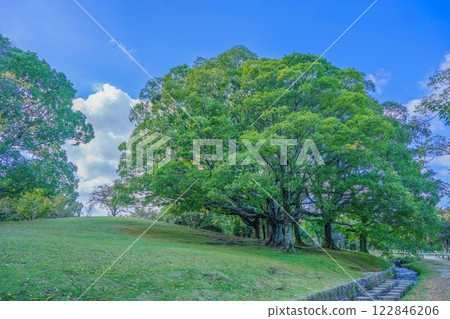 A scene of silence with a big tree and a stream with stepping stones A scene of silence with a big tree and a stream with stepping stones 122846206