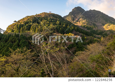Spring in the Yakushima Offshore Alps (March) - Buds on trees shining in the morning sun 122846256