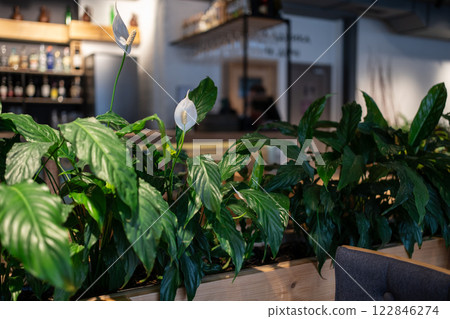 flowerpot with Spathiphyllum wallisii green plant, decoration indoors 122846274