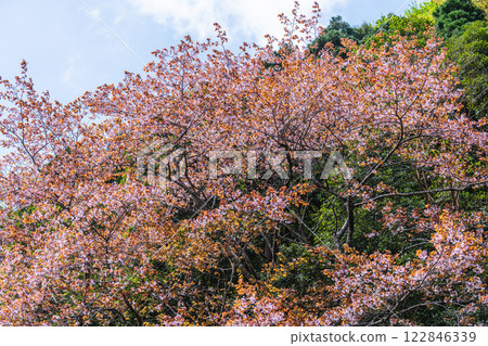Spring in the Yakushima Offshore Alps (March) Beautiful blooming mountain cherry blossoms on the island 122846339