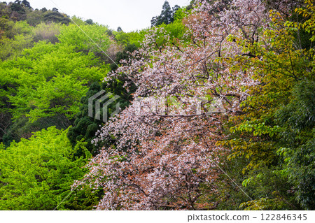 Spring in the Yakushima Offshore Alps (March) Beautiful blooming mountain cherry blossoms on the island 122846345