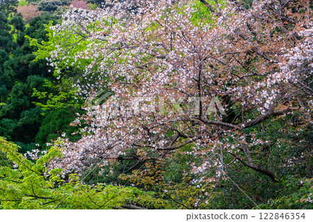 Wild cherry blossoms and young leaves of Yakushima maple, Yakushima Wild cherry blossoms and young leaves of Yakushima maple, Yakushima 122846354