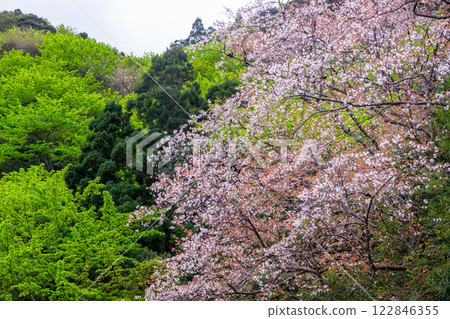 Young leaves of Yakushima maple and wild cherry blossoms, Yakushima Young leaves of Yakushima maple and wild cherry blossoms, Yakushima 122846355