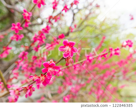 Red plums are in full bloom 122846385