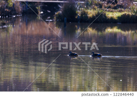 A flock of wigeons swimming in the winter river 122846440