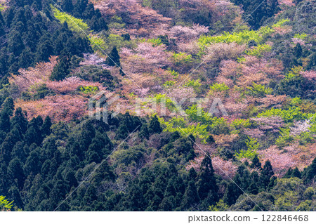 屋久島近海阿爾卑斯的春天（3月） - 屋久島楓葉和山櫻花的嫩葉 122846468
