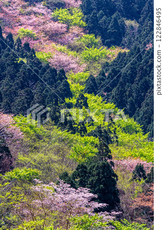 屋久島楓樹的嫩葉與野櫻花，屋久島 122846495