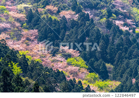 Spring in the Yakushima Offshore Alps (March) - Young leaves of Yakushima maple and mountain cherry blossoms 122846497