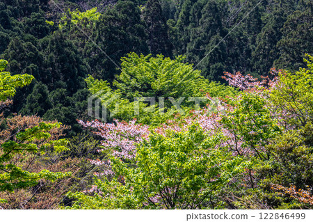 屋久島楓樹的嫩葉與野櫻花,屋久島 屋久島楓樹的嫩葉與野櫻花,屋久島 122846499