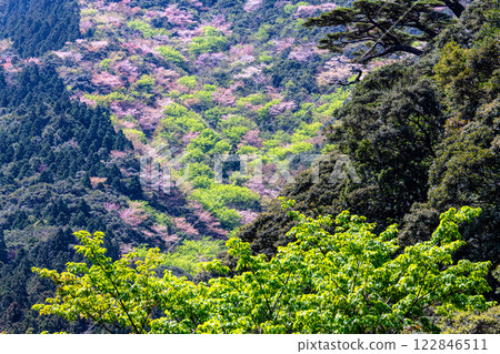屋久島楓樹的嫩葉與野櫻花,屋久島 屋久島楓樹的嫩葉與野櫻花,屋久島 122846511