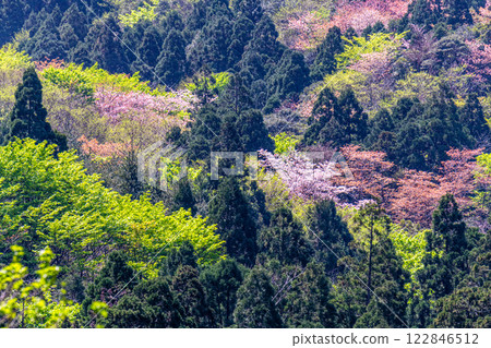 屋久島楓樹的嫩葉與野櫻花，屋久島 122846512