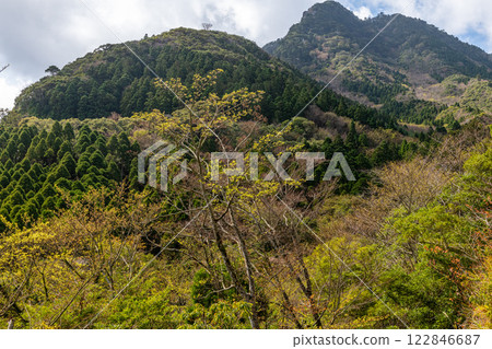 Yakushima, an island in the offshore Alps where the gods reside and where mountains of fresh greenery and young leaves abound Yakushima, an island in the offshore Alps where the gods reside and where mountains of fresh greenery and young leaves abound 122846687