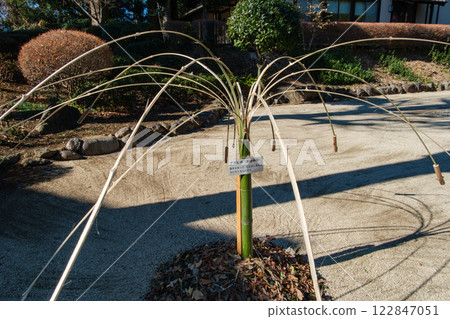 Praying for a good harvest in an old folk house 122847051