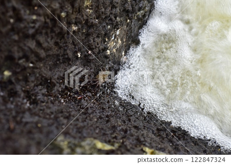 A crab splashing in the water by the river 122847324