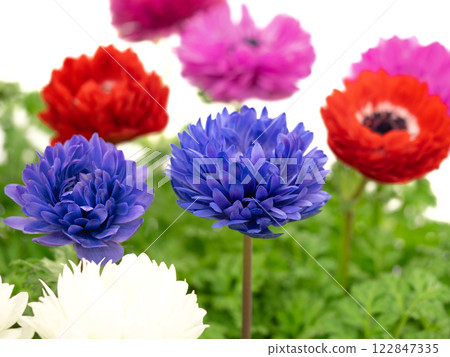 銀蓮花屬的花 122847335