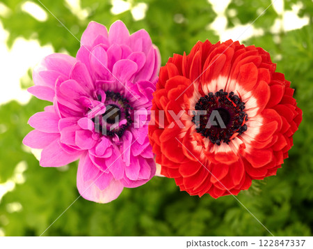 銀蓮花屬的花 122847337