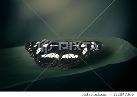Short banded sailer butterfly 122847369