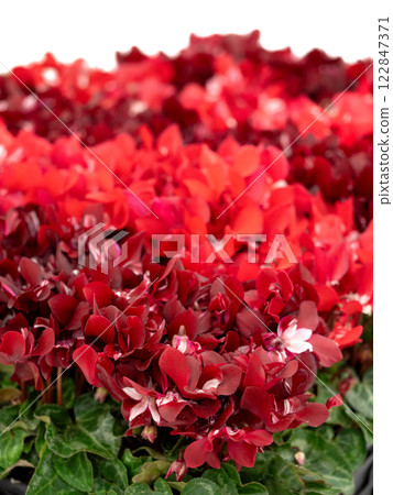 微型仙客來幼苗 微型仙客來幼苗 122847371